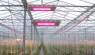 ENELTEC перейти к сельскому хозяйству светодиодного освещения рынка
